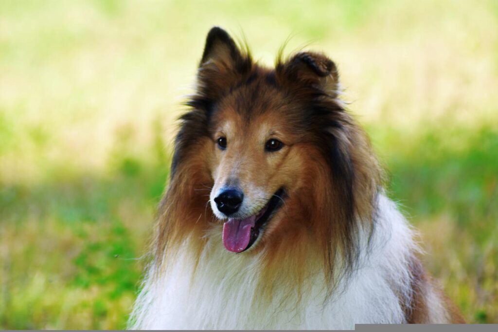 sheltie, dog, pet-5782339.jpg